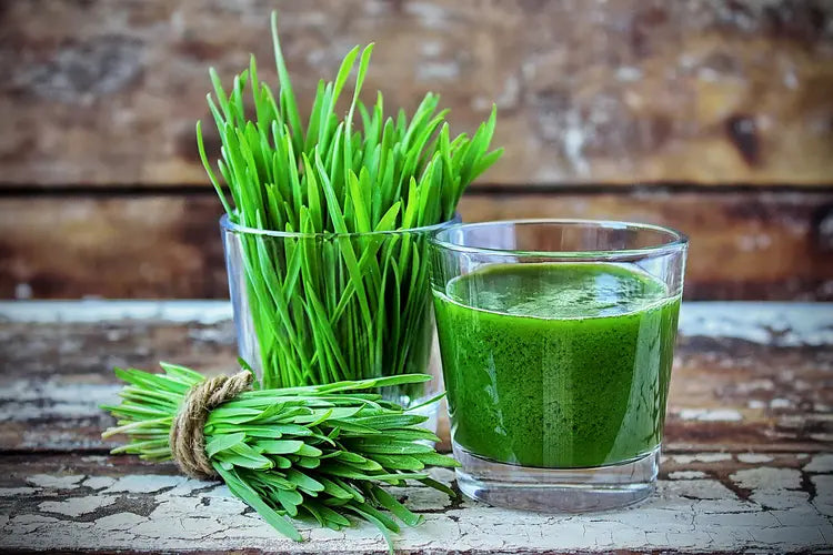 Wheatgrass